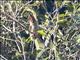 Brown Barbet (Caloramphus fuliginosus)