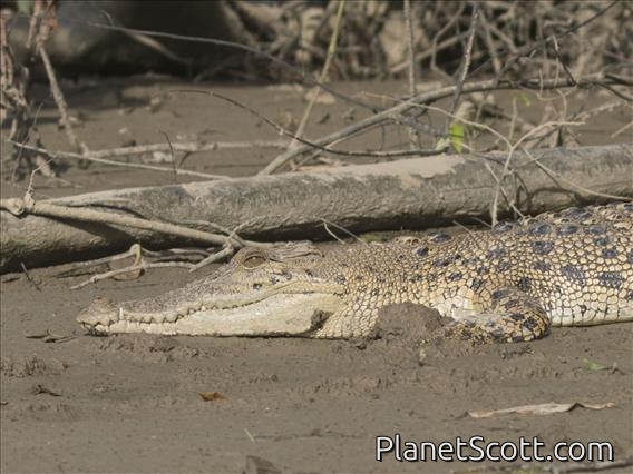 Saltwater Crocodile (Crocodylus porosus)