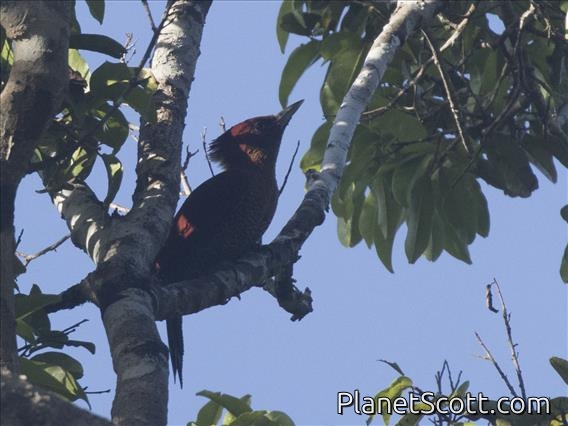Banded Woodpecker (Chrysophlegma miniaceum)