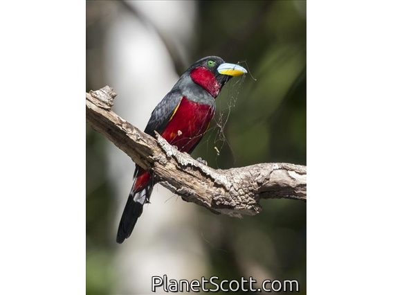 Black-and-red Broadbill (Cymbirhynchus macrorhynchos)