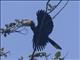 Black Hornbill (Anthracoceros malayanus)