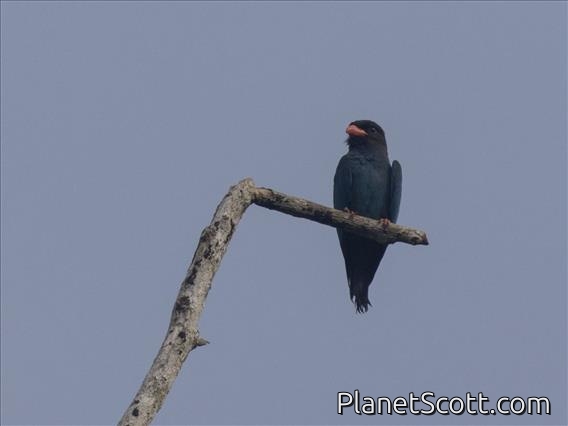 Dollarbird (Eurystomus orientalis)