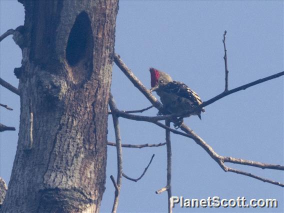 Gray-and-buff Woodpecker (Hemicircus concretus)