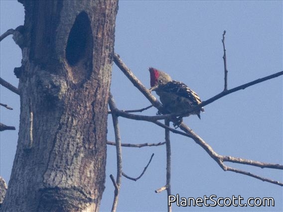 Gray-and-buff Woodpecker (Hemicircus concretus)