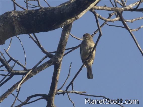 Cream-vented Bulbul (Pycnonotus simplex)