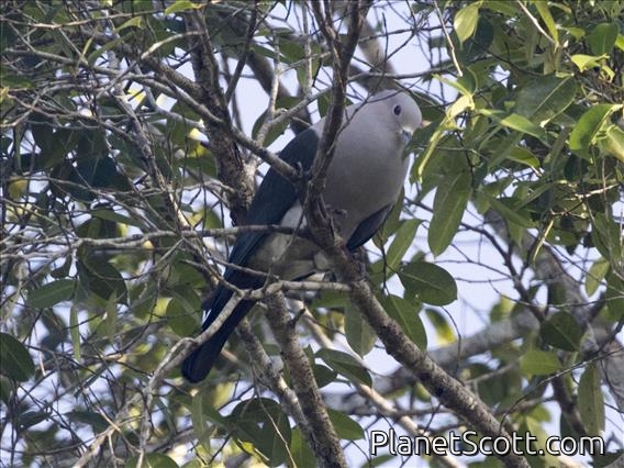 Green Imperial-Pigeon (Ducula aenea)