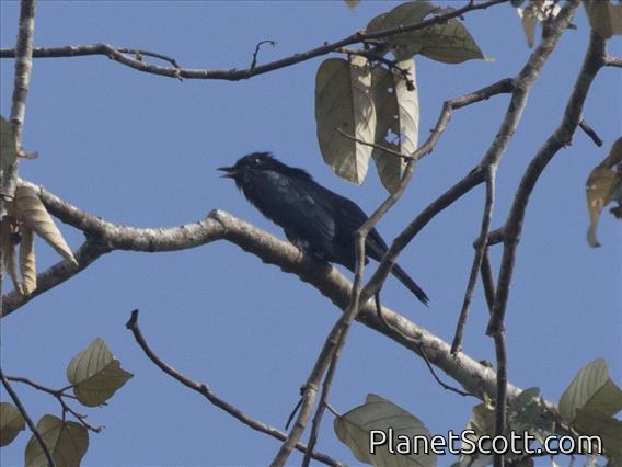 Square-tailed Drongo-Cuckoo (Surniculus lugubris)