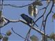 Square-tailed Drongo-Cuckoo (Surniculus lugubris)