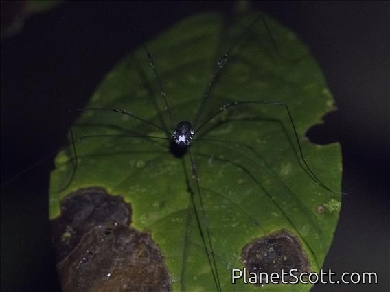 Harvestman Spider (Opilione ssp)