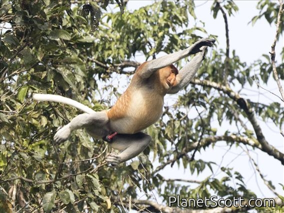 Proboscis Monkey (Nasalis larvatus) - Male