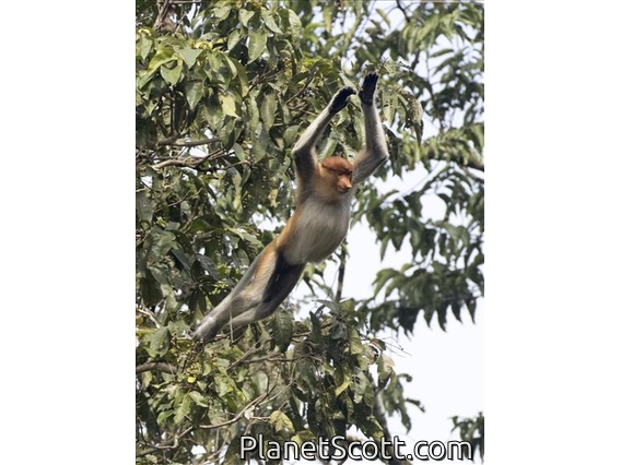 Proboscis Monkey (Nasalis larvatus)