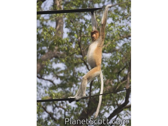 Proboscis Monkey (Nasalis larvatus)