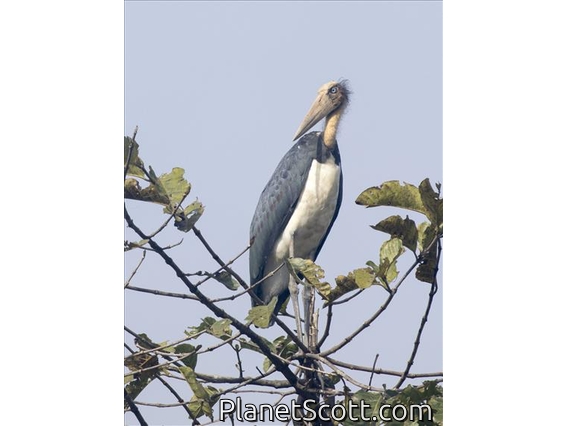 Lesser Adjutant (Leptoptilos javanicus)