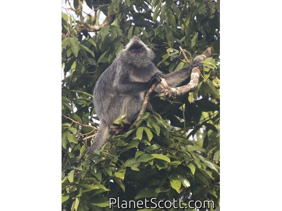 Silvered Leaf Monkey (Trachypithecus cristatus)