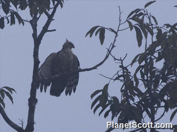 Wallace's Hawk-Eagle (Nisaetus nanus)