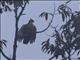 Wallaces Hawk-Eagle (Nisaetus nanus)