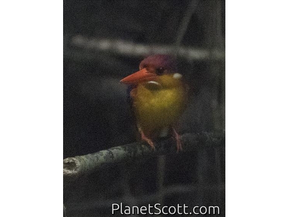 Rufous-backed Dwarf-Kingfisher (Ceyx rufidorsa)