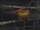 Rufous-backed Dwarf-Kingfisher (Ceyx rufidorsa)