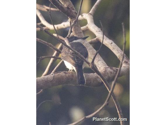 Black-winged Flycatcher-shrike (Hemipus hirundinaceus)