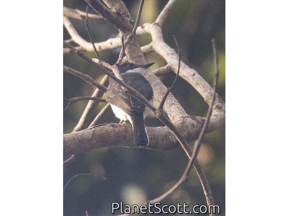 Black-winged Flycatcher-shrike (Hemipus hirundinaceus)