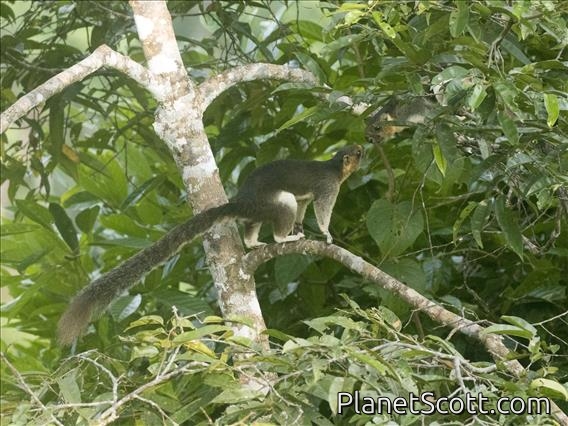 Cream-colored Giant Squirrel (Ratufa affinis)