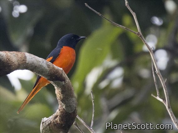 Fiery Minivet (Pericrocotus igneus)