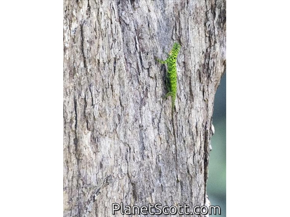 Bornean Flying Dragon (Draco cornutus)