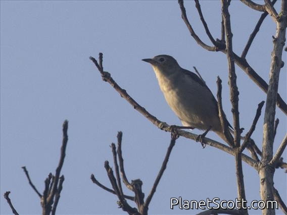 Chestnut-cheeked Starling (Agropsar philippensis)