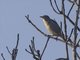 Chestnut-cheeked Starling (Agropsar philippensis)