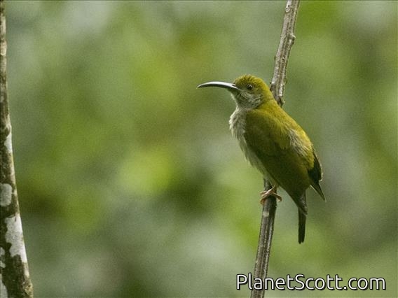 Bornean Spiderhunter (Arachnothera everetti)