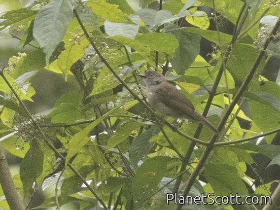 Spectacled Bulbul (Pycnonotus erythropthalmos)