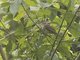 Spectacled Bulbul (Pycnonotus erythropthalmos)