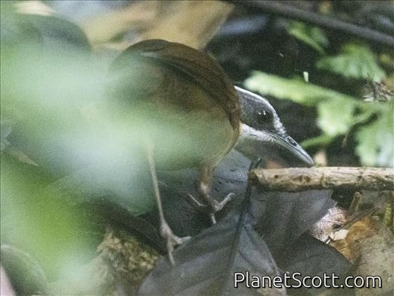 Bornean Black-capped Babbler (Pellorneum capistratoides)