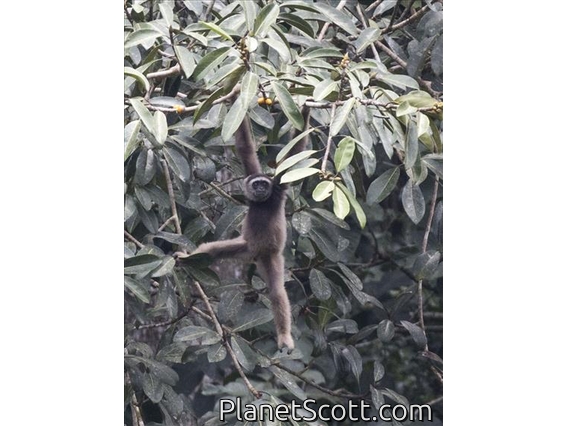 Eastern Gray Gibbon (Hylobates funereus)