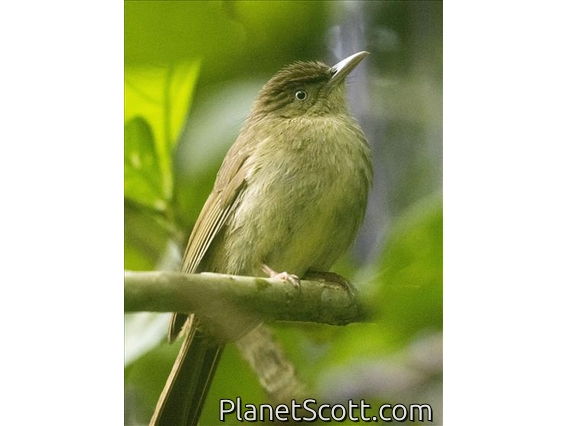 Charlotte's Bulbul (Iole charlottae)