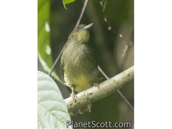 Finsch's Bulbul (Alophoixus finschii)