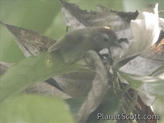 Rufous-fronted Babbler (Cyanoderma rufifrons)