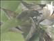 Rufous-fronted Babbler (Cyanoderma rufifrons)