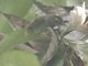 Rufous-fronted Babbler (Cyanoderma rufifrons)