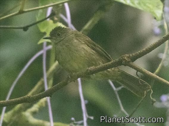 Spectacled Bulbul (Rubigula erythropthalmos)