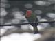 Red-bearded Bee-eater (Nyctyornis amictus)