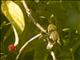 Yellow-eared Spiderhunter (Arachnothera chrysogenys)