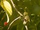 Yellow-eared Spiderhunter (Arachnothera chrysogenys)