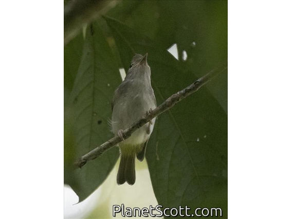 White-bellied Erpornis (Epornis zantholeuca)