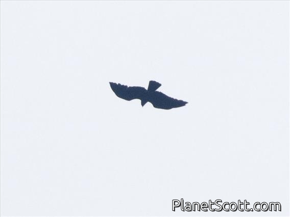 Oriental Honey-buzzard (Pernis ptilorhynchus)