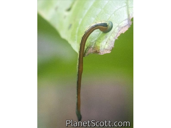 Tiger Leech (Haemadipsa picta)