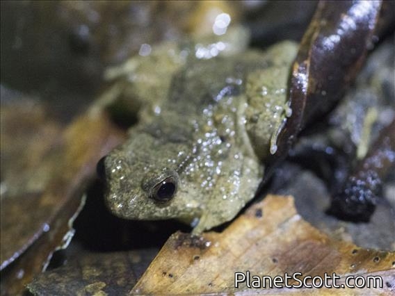 Seep Frog (Occidozyga baluensis)