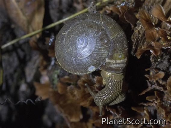 Borneo Land Snail (Hemiplecta sp)