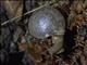 Borneo Land Snail (Hemiplecta sp)
