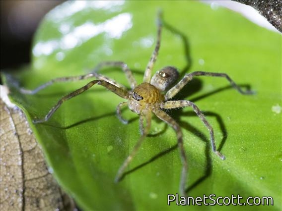 Borneo Huntsman Spider (Sparassidae ssp)
